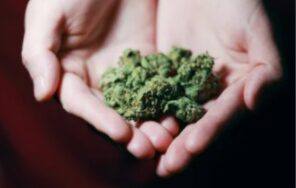 what-cannabiscbd-distribution-companies-should-know-about-accounting-0 what-cannabiscbd-distribution-companies-should-know-about-accounting-0